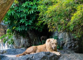 Puma Biotechnology: Too Little, Too Late, Too Much Of A Bad Side … – Seeking Alpha