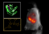 Small Fluorescent Protein Helps to Create More Detailed Biomedical Images