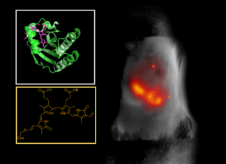 Small Fluorescent Protein Helps to Create More Detailed Biomedical Images