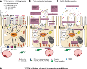 Viral Infection Blocked by Inhibiting Enzyme Involved in Kidney Filtration