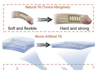 Bionic Penis Restores Erections in Pigs