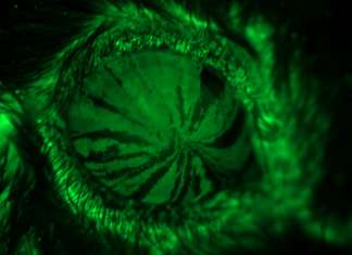 Dry eye disease alters how the eye’s cornea heals itself after injury