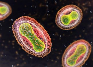Researchers analyze the ancestry components in modern and historic VARV genomes