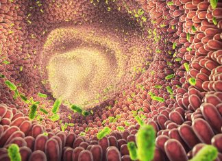 Researchers report on a genome-wide reconstruction of human microbes to develop personalized therapies
