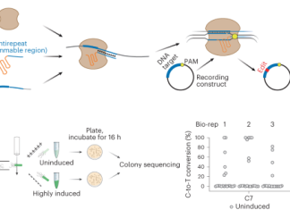 Single-cell recording of cellular RNAs in bacteria – Nature.com