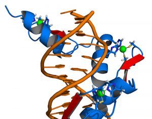 Zinc Finger Design AI Tool Opens Door to Large-Scale Gene Therapies