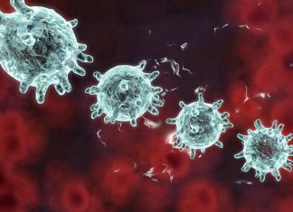 Assessing the zoonotic potential of different coronaviruses in hedgehogs, moles and shrews