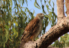 Australia’s rarest bird of prey disappearing at alarming rate