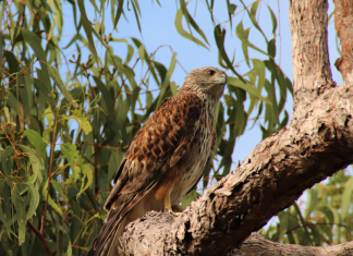 Australia’s rarest bird of prey disappearing at alarming rate