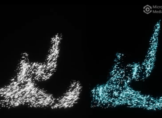Computer model IDs roles of individual genes in early embryonic development