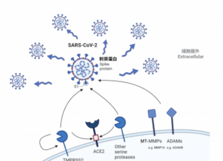 HKUMed identifies novel host protease determinants for SARS-CoV-2 infection