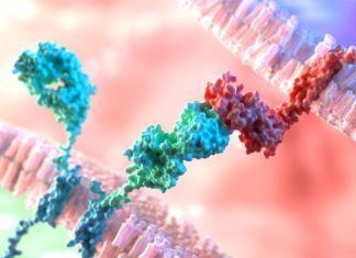 Improving CAR-based-immunotherapies using a molecular anchor