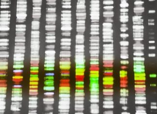 Innovative software tool assembles truly complete genome sequences from many species