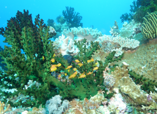 Machine learning predicts biodiversity and resilience in the Coral Triangle