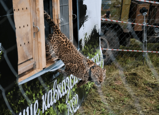 New study identifies key success factors for large carnivore rewilding efforts