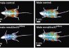 Obesity Linked Jumping Genes Maneuver Metabolic Health