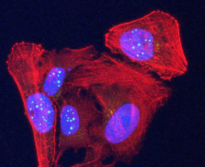 Telomeres Encode Disease-Relevant Proteins