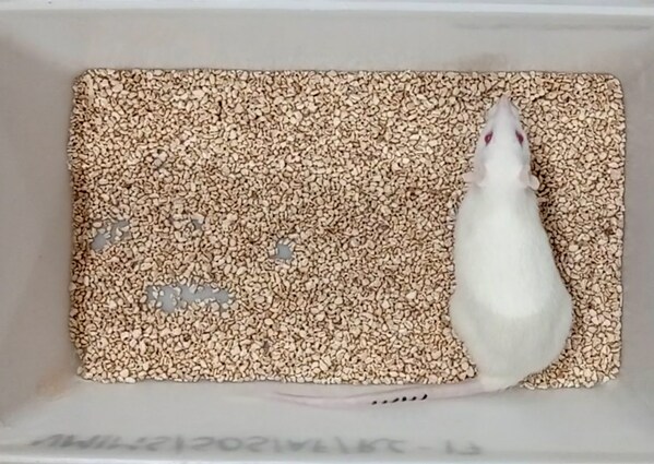 The world’s oldest living lab rat points the way to rejuvenation