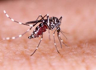 Using patches of synthetic skin to test blood-sucking behavior of mosquitoes