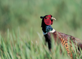 Voluntary UK initiatives to phase out toxic lead shot for pheasant hunting have had little impact