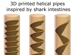 What physicists can learn from shark intestines