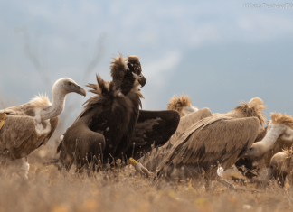 Endangered vulture returns to Bulgaria after being extinct for 36 years