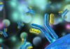 Expediting Antibody Discovery and Characterization with Flow Cytometry
