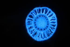 Gene Discovery May Help Effort to Breed Climate Resilient Crops