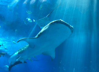How whale shark rhodopsin evolved to see, in the deep blue sea!
