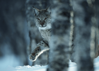Lynx reintroduction in Scotland? It’s complicated