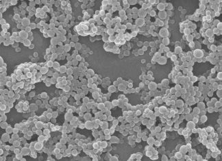 New type of nanoparticle can deliver messenger RNA encoding useful proteins to the lungs