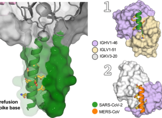 Scientists find human antibodies that can block multiple coronaviruses including SARS-CoV-2