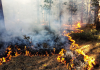 To help dry forests, fire needs to be just the right intensity, and happen more than once