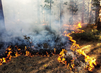 To help dry forests, fire needs to be just the right intensity, and happen more than once