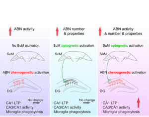 Alzheimer’s Symptoms in Mice Reduced by Stimulating Adult Born Neurons