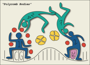 Cellular Identity Discovery Shows Potential to Impact Cancer Therapies