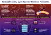 CycPeptMPDB: A database aimed at promoting drug design using cyclic peptides