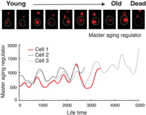 Lifespan Extension Record Set In Yeast Cells Using Synthetic Gene Oscillator