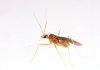 Male yellow crazy ants are real-life chimeras