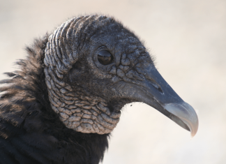 Most plastic eaten by city vultures comes straight from food outlets