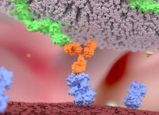 New tool provides insight into the developmental history of certain immune cells