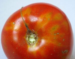 Plant Disease Early Detection via Use of Multifunctional Patch