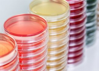 Researchers develop a method for making “mini-heart” using pluripotent stem cells