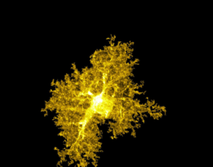 Study Finds Brain Astrocytes and Neurons Work Together in Obsessive Compulsive Disorder