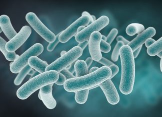 Study finds mobile antibiotic resistance genes in some probiotic bacteria, raising concerns for public health