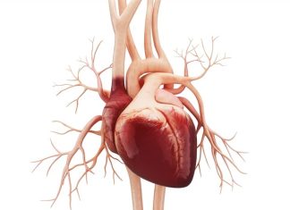 UW researchers engineer stem cells that do not generate dangerous arrhythmias