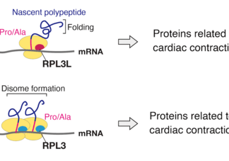 A ribosomal traffic jam that breaks the heart