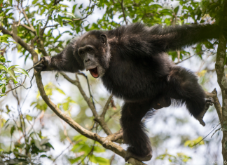 Chimpanzees combine calls to communicate new meaning