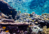 Coastal lights trick coral reefs into spawning earlier than they should