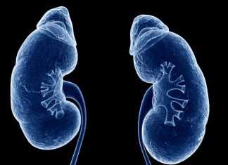 Discovery about inflammation ‘brake’ gene paves way to personalized treatments for kidney disease